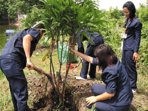Tree-Planting at our Factory in Thailand